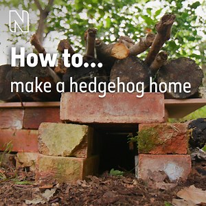 For #HedgehogDay, why not try building a hedgehog house in your garden? 🦔 These little shelters could be used by a hedgehog to nest and raise their young, or hibernate in over winter. Find out more: http://bit.ly/NHM-Hedgehog-home-Feb20 | Natural History Museum, London