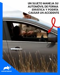 2M views · 37K reactions | El guardián Aaron Sims detectó a un conductor que manejaba su vehículo de forma errática, por lo que verificó si llevaba alguna sustancia ilícita ‍♂️ #GuardianesDeTexas Disfruta el contenido de Discovery en MAX. Suscríbete ahora: <https://dub.sh/MAX-AnimalPlanetLa> | Animal Planet Latinoamérica | Facebook