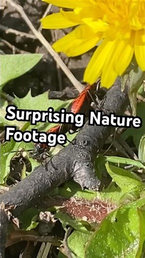 Why the Female Firebug Carries/Drags the Male?