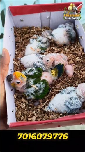 Sunconure & Blue Conure handfeeding chicks now available for sale.
