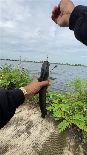 Fishing Adventures in Kendal Area: Tips and Techniques