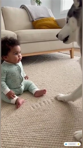 Baby Barks at Husky… Dog Gets Confused! 😂🐶 | Baby Copy Challenge #shorts