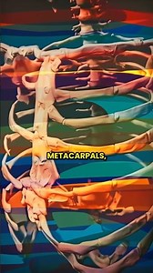 Birds With Human Arms: The Real Meme With A Biology Twist #Shorts