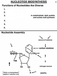 NUCLEOTIDE BIOSYNTHESIS - SlideServe