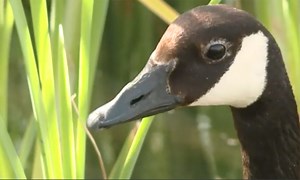 How a goose went from bad news to a beloved neighborhood mascot