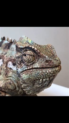 Namaqua chameleon sculpture from the archive. I do enjoy detailed modelling and lizards give me that opportunity to really go for it. #chameleon #chameleonsofinstagram #lizard #sculpture #animalsculpture #animallovers #animalart #wildlifelovers #ceramicsculpture #sculpt #nickmackman | Nick Mackman Animal Sculpture