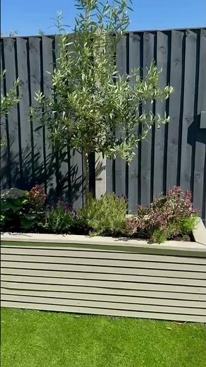 Do Olive Trees Survive UK Winters? 🌿 #olivetree #ukgarden #gardeninguk #gardeninspiration