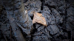 Curious Nature: Pheromones control more than mating in the animal kingdom