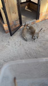 2.7K views · 13 reactions | MEERKAT /SCIENTIFIC NAME: Suricata...