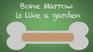 51 reactions | A simple animated guide to the "what" and "why" of Bone Marrow Transplants. | Columbia Surgery | Facebook