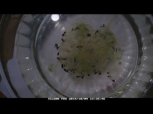 Timelapse of Tadpoles hatching out of eggs Day 1