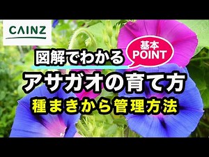 アサガオの育て方 カインズ花図鑑