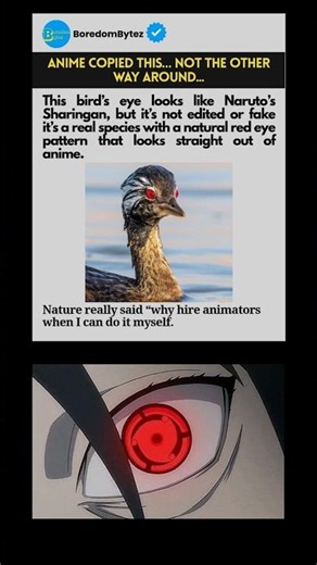 This Bird Has a REAL Sharingan Eye
