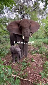 The sweetest kind of trust is being introduced to the babies 🥰#trust #animals #mom #love#fyp