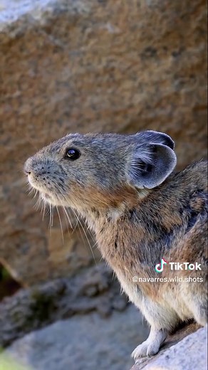 Hilarious Marmot Screaming Compilation