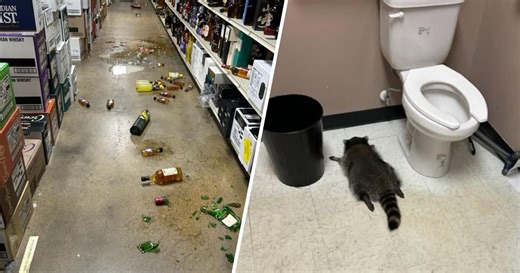 Raccoon breaks into liquor store, gets drunk
