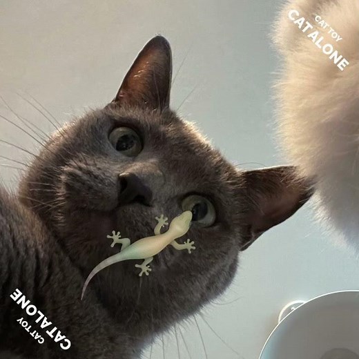 CAT ALONE / Game for Cats