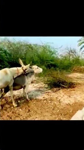 #animals #nature #donkey #tharparkarbeauty #funny #cow #wildlife #sad #tharpak