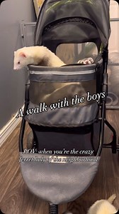 When the ferrets are happy, I’m happy, even if walking them in a stroller through the neighborhood makes me a crazy ferret lady 😂. They absolutely LOVE their stroller, and as long as they go to the bathroom first, it can be a fun clean ride Yesterday I took all 6 boys on a walk during my lunch break. The girls were sleeping and didn’t want to be bothered. We got this pet stroller in 2018, it’s my absolute favorite. I’ve tried others and always go back to this one. It zips fully closed and all o