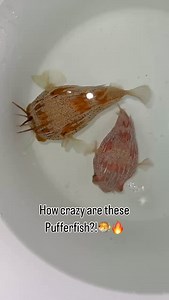 189 reactions · 10 comments | Who can name this Pufferfish species?!  Hint they are from Australia  The colors are absolutely WILD! May be one of the coolest puffers we’ve gotten. What do you think? #fishkeeper #fishtank #nyaquatic #oceancreatures #puffer #pufferfish #fishkeeping #aquarium #oceanlife #marinelife life | NYAquatic | Facebook