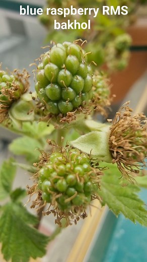 3.2K views · 73 reactions | blue raspberry | The Orchard Bloom | Facebook