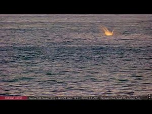 🔴 Live Now: Wild Dolphins Spotted on the North Shore of Oahu, Hawaii in 4K Ultra HD