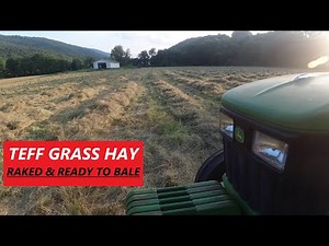 Teff Grass Hay - Raked and Ready To Bale