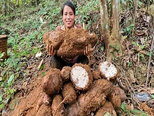 Harvesting wild tubers Bringing to the market to sell - Pet care / Daily life - Garden | Crafty Brushcraft