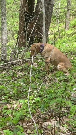 Sit means morel found. 🍄🐕 #morelhunting #moreldogs #morels #foraging