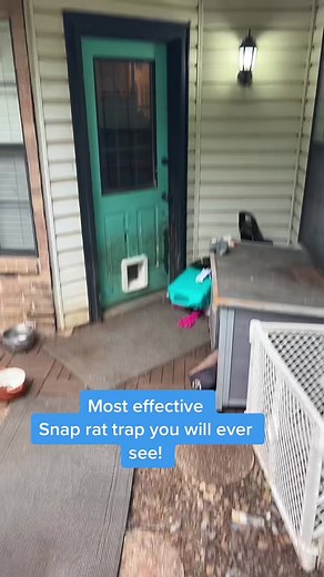 Rat trapping HACK to catch those outside rats, (that wont hurt your pets! #rats #pestcontrol #homeownertips