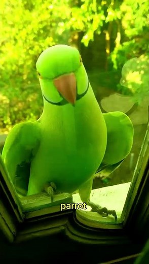 Top 10 Smartest Animals in the world.