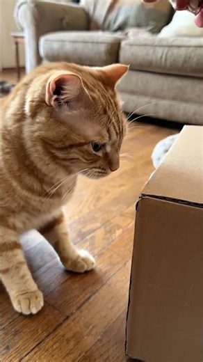 My Cat vs. The Mysterious Box 😂 Who Won? 📦🐱 #CatBox #SuspiciousCat #CatsOfYouTube