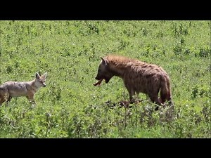 Hyena eating new born buffalo calf alive (narrated)