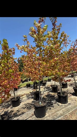 Reminders that seasons change! the leaves are changing and it is a spectacular transformation for many of our trees, including these beautiful Sweetgum! Stay tuned for more soon to come. Don’t forget fall is the best time to plant your trees! | DOUG YOUNG NURSERY, LLC
