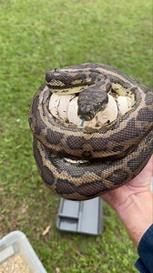 64K views · 731 reactions |  Carpet Python and her eggs  Coastal Carpet Python wrapped around a clutch of eggs after being discovered during a yard clean up. ~Bryce | Snake Catchers Brisbane & Gold Coast 0413 028 081 | Facebook