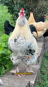 1.1M views · 11K reactions | KFC HEE  #dadjokes #michaeljackson #kfc #rooster #chicken #jokes #comedy #chickenhappyhour | Chicken Happy Hour | Facebook