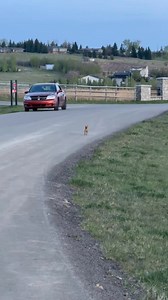 Run buddy, run! 🏃 #dog #doglover #pets #chihuahua #chihuahualove | miltonnkez