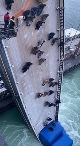 The 90 Degree Human Torrent Poop Deck BTS #BTS #BehindTheScenes #MovieSet #Filmmaking #LeonardoDiCaprio #TitanicMovie #HollywoodBTS #VFX #FilmCrew #ReelMagic #TrendingNow #KateWinslet #CinemaLovers #OnSet | Filmmaking BTS