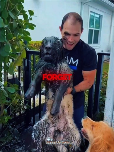 Muddy Pup Pranks Owner#shortvideo