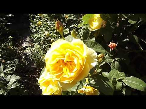 Rose Graham Thomas Ausmas David Austin Climbing rose