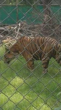 Darting a tiger #tiger #animals #nature #wildlife