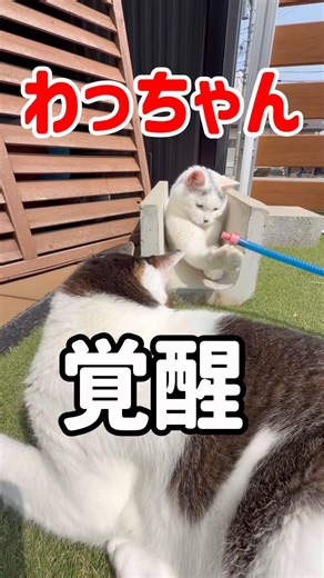 わっちゃんの覚醒 #猫 #cat #猫のいる暮らし