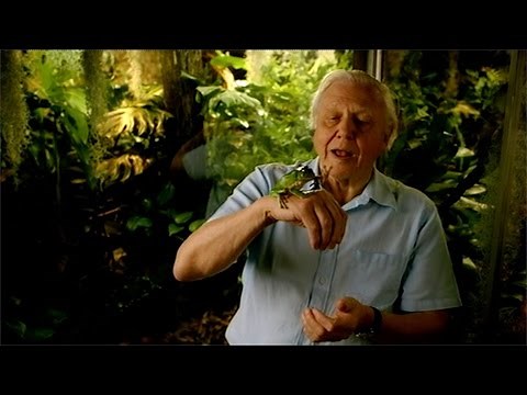 How do frogs swallow food? - Natural World: Attenborough's Fabulous Frogs - BBC
