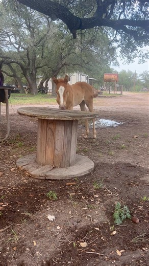 1K views · 23 reactions | Sable getting her cute on. PayPal.me/meadowhaven | Meadow Haven Horse Rescue | Facebook