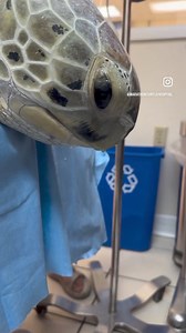 With heavy hearts we report “Silver”, the magnificent adult, female, green sea turtle found drowning, entangled in a crab trap line has passed away. The incredible team at The Turtle Hospital worked tirelessly to save her life. Blood chemistry at intake revealed Silver’s organs were shutting down and radiographs showed fluid in her lungs. We may not be able to save every sea turtle, but we make every effort. Thank you for all of your prayers and support. RIP Silver 💔🐢😞 #rescueworkishard #resc