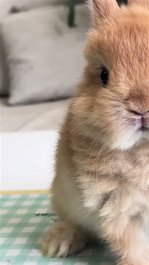 วิดีโอของ One Rabbits (@onerabbits) พร้อมเพลง プレデター - AKASAKI