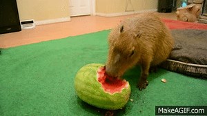Capybara eating half a watermelon Full Video on Make a GIF