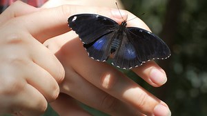 If You See a Black Butterfly, This Is What It Means