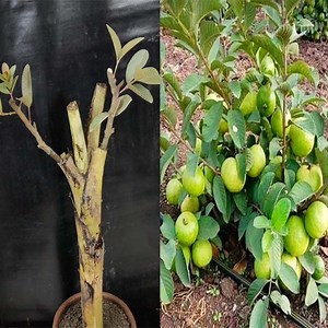 276K views · 7.1K reactions | How To Grow Guava Tree From Cutting Small Portion Of A Banana Tree | Rana Craft | Facebook