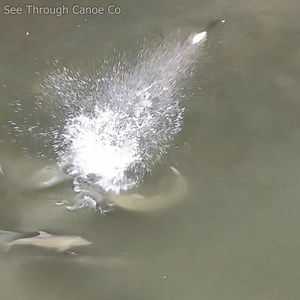640K views · 10K reactions | Flying Mullet. Dolphin sends mullet flying through the air about 20 feet by smacking it with its tail this morning in St Pete, Florida. This feeding technique is known as fish kicking. The kick stuns or kills the fish making it easier for the dolphin to catch. #nature #animals #Amazing #wildlife #fish #fishing National Geographic Animals | See Through Canoe | Facebook